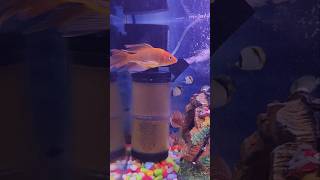 Golden fish🐠 like subscribe fishtank fishaquarium [upl. by Norehs]