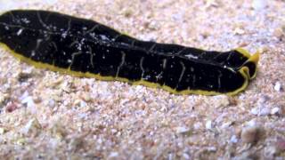 Flatworm on the move Egypt HD [upl. by Merrie468]