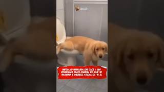 A infecção urinária em cães pode causar muito desconfortosaudepet cães amorcanino [upl. by Anidem557]