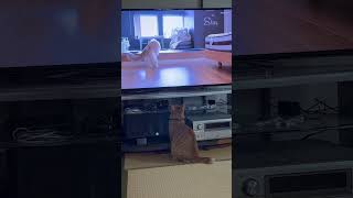 new toy🐈😹😹gingercat cat catlover shortvideo shorts [upl. by Maximo816]