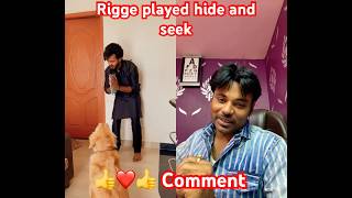 Rigge Played hide and seek with me dog doglover shorts [upl. by Roscoe]