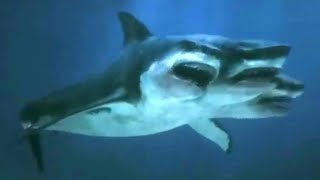 3Headed Shark Attack 2015  3 Headed Shark Screen Time [upl. by Anahcar]