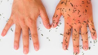 8 Formas completamente naturales para mantener a los mosquitos alejados [upl. by Griffiths]