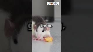 🐀 Rats are smarter than you think RatFacts AnimalGenius AnimalFact SmartAnimals WildlifeWonder [upl. by Gadmann]