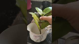 How to propagate zz plant easily zzplantpropogation zzplant short [upl. by Terena263]