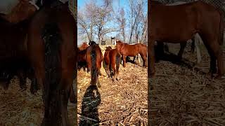 THesSalian HorSes Greek Winter [upl. by Markowitz]