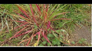 Digitaria sanguinalis hairy crabgrasshairy finger grass large crabgrass crab finger grass purp [upl. by Dlorej]