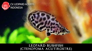 Ctenopoma acutirostre The LEOPARD Bushfish from Africa Leopard Aquatic J009A [upl. by Laverne]