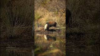 RARE Bush pig sighting  Marataba Game Reserve  South Africa [upl. by Shanon539]