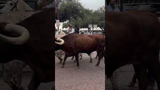 Stockyard Fort Worth travel Texas adventure [upl. by Oirad203]