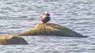 Paukščių stebėjimas Hyjumos salos pakrantėje Estija birds [upl. by Rattan158]