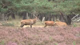 Bronstijd op de Hoge Veluwe [upl. by Petit]