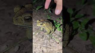 Catching frog funny Frog lizard and toad funny catching frog toad funny laugh teplonghengfunny [upl. by Corrinne]