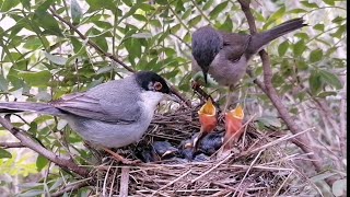 The Sardinian Warbler birds feeding their chicks [upl. by Fried]