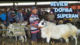 Spesial review Domba Superan Pasar Hewan Muntilan Magelang Hari Ini [upl. by Philly]