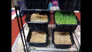 Lowtech Fodder system experiment part 2 April 2013 [upl. by Dincolo]