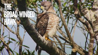 🇺🇸 BroadWinged Hawk 🇪🇸 Gavilán Aludo 🆔 Buteo platypterus Birding CR [upl. by Llig]