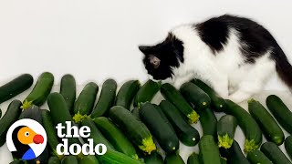 Cat Meets Cucumber And Instantly Falls In Love  The Dodo Cat Crazy [upl. by Atilal19]