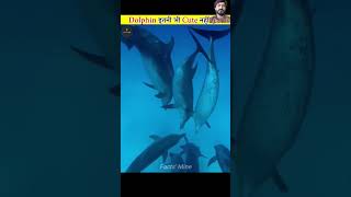 amazingfacts dolphine fish dolphindiscovery dolphin dolphinlove factsinhindi dolphinfish uk [upl. by Novled]