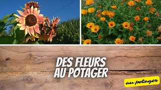 🌻 Associer fleurs et légumes au potager [upl. by Nahtaneoj]