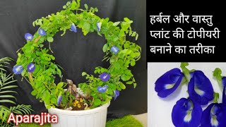 Aparajita plant Topiary  Aparajita plant decoration idea  Aparajita plant  plant decoration ideas [upl. by Genevra]