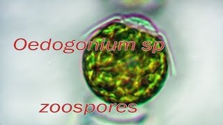 Oedogonium zoospores release [upl. by Buckels]