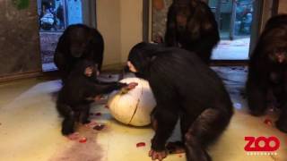 Chimpanseunge smadrer græskar  Copenhagen Zoo [upl. by Yrhcaz358]