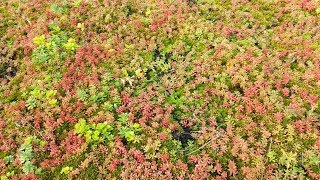 Dachbegrünung günstig selber machen einfach mit Blumenerde [upl. by Cerveny226]