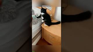 Cat Funny Videos 🐱 Cat videos Compilation 🙀 FunnyCats Ep 7519 [upl. by Llerol]