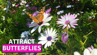 How to Collect the Seeds of Osteospermum African Daisy  Easiest Way to Propagate BirdofParadise [upl. by Hankins991]