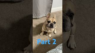 Part 2 of a Frenchie crying 😢 frenchbulldoglover animals frenchielife love [upl. by Asaret]