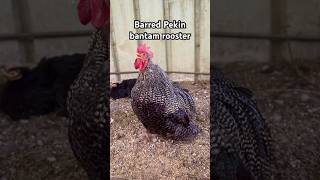 🐓 Barred Pekin bantam rooster crowing  ZwergCochin Gesperbert  chickens rooster pekinbantams [upl. by Vtehsta]