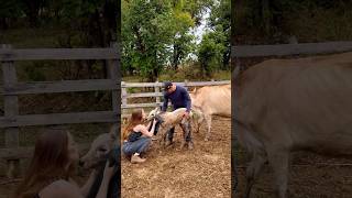 limpando o bezerrinho Nelore banco que caiu no Ribeirão vlog pecuaria rural roça sitio [upl. by Annehs]