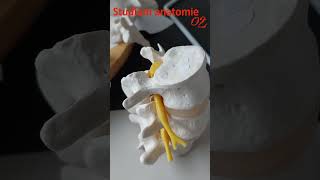 20 Studium anatomie02 anatomie biologie maturita [upl. by Ojillib]