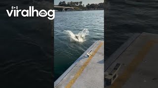 Kangaroo Jumps Off the Pier  ViralHog [upl. by Schurman]