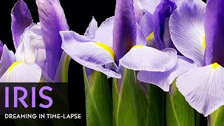 Purple Iris Flowers Blooming  Daily Timelapse Clip [upl. by Noraa994]