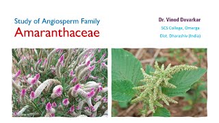 Study of Family Amaranthaceae by Dr V D Devarkar [upl. by Ynnaej]