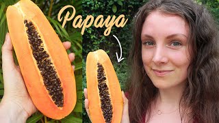 SUPERFOOD PAPAYA  Krebshemmend Hautverschönernd Antiparasitär amp Verdauungsfördernd [upl. by Cirala]