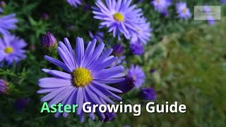 Aster Growing Guide Michaelmas daisy by GardenersHQ [upl. by Reggis310]