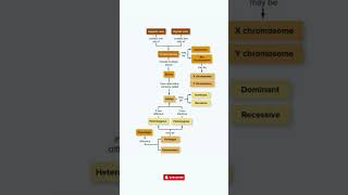 Understanding Genetics Chromosomes Genes and Alleles Simplified [upl. by Onailime]