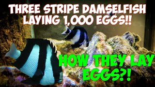 How Three Stripe Damselfish lay there eggs  Captive Breeding [upl. by Hamachi]