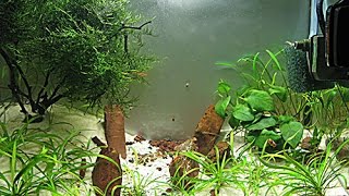 Aquascape low cost acquario 25 litri aquarium caridinaio sabbia bianca anubias muschio [upl. by Eanat]