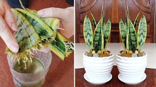 Sansevieria trifasciata helps to sleep well and how to propagate by water for many roots is very sim [upl. by Isiah288]