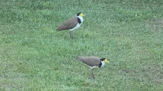 Masked Lapwing 27 [upl. by Albion]