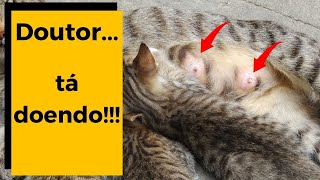 🔴 GATO COM MASTITE  Riscos e Tratamento do Leite empedrado em gata [upl. by Daloris801]