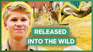 The Irwins Release 3 Kangaroos And An Emu Into The Wild  Crikey Its The Irwins [upl. by Eldoria894]