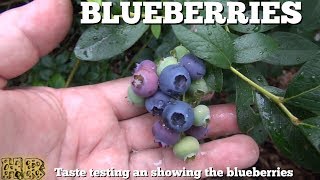 ⟹ BLUEBERRIES  Vaccinium angustifolium  Blueberry Review [upl. by Rohclem]