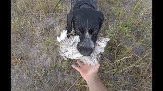 South Dakota Early Season Sharptail Grouse Hunt [upl. by Ialohcin]