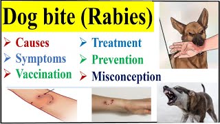 Rabies Symptoms Causes Treatment Vaccination Initial Treatment of Dog Bite [upl. by Plante]