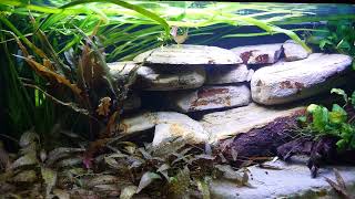 Long video version of the Xiphophorus Maculatus aquarium [upl. by Anson371]